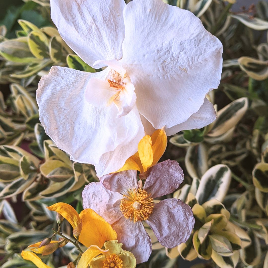 Clase Online: Aprende a secar flores con microondas